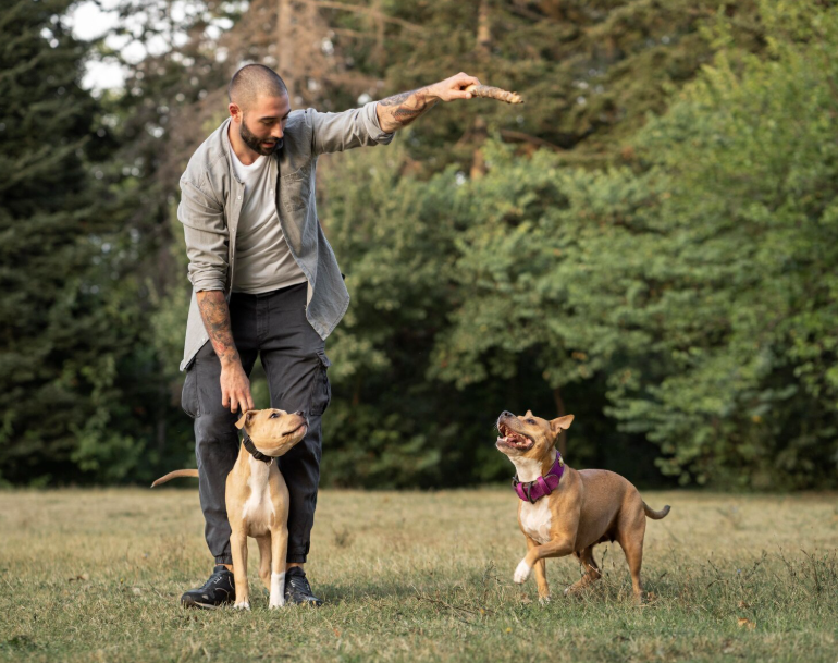Dog Training