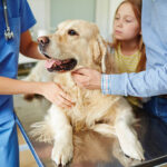 Animal Hospitals