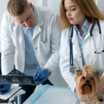 Animal Hospitals