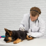 Wellness Blood Panels