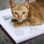 Important For Cats
