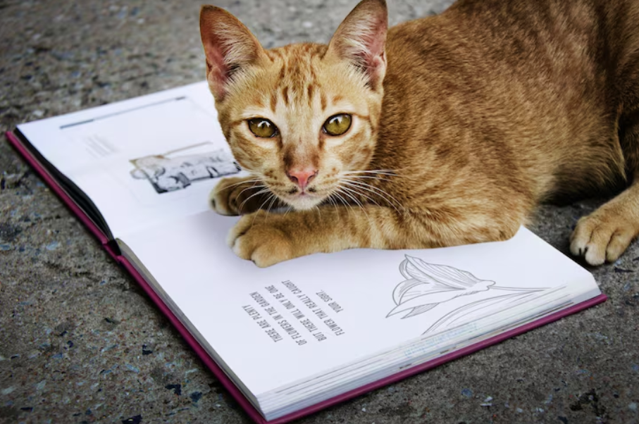 Important For Cats