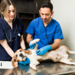 Behavioral Concerns In Pets