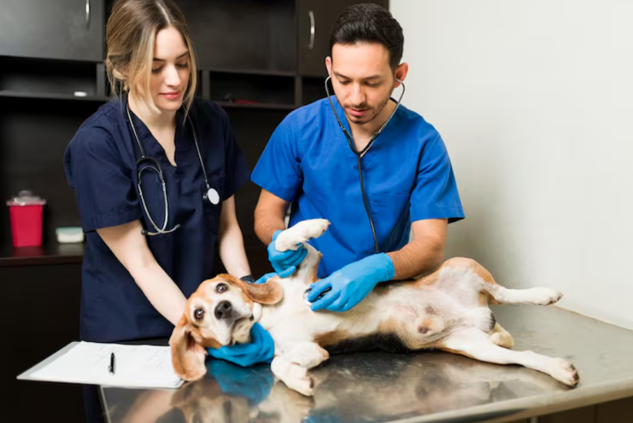 Behavioral Concerns In Pets