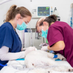 Veterinary Hospitals