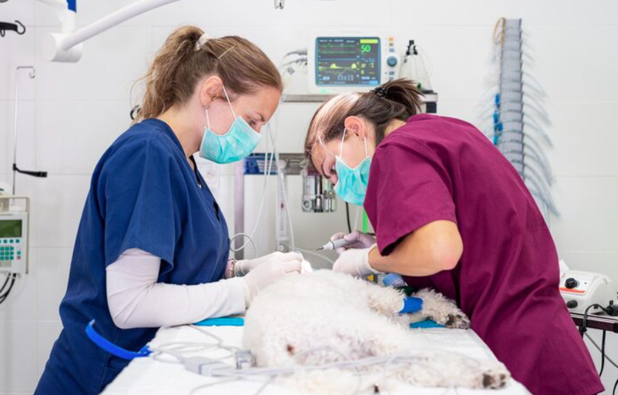 Veterinary Hospitals