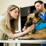 4 Veterinary Services