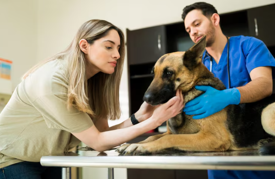 4 Veterinary Services