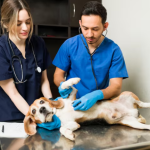 Animal Hospitals