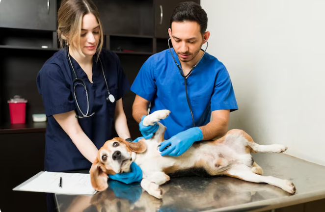 Animal Hospitals