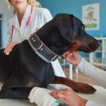Dog Bite Injuries