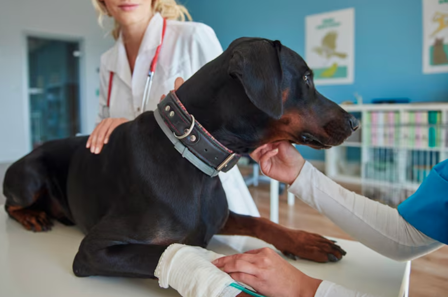 Dog Bite Injuries