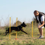 Practical Roadmap to Recovering From a Dog Bite