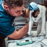Pet Needs Overnight Hospitalization
