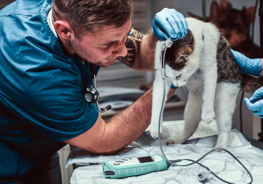 Pet Needs Overnight Hospitalization